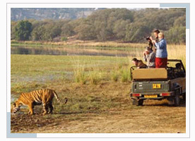 golden-triangle-tiger-tour