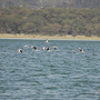 lake naivasha