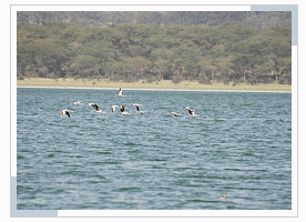 lake-naivasha