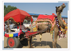 pushkar-fair-rajasthan