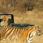 ranthambhore-packages