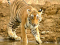 ranthambhore-tour-packages